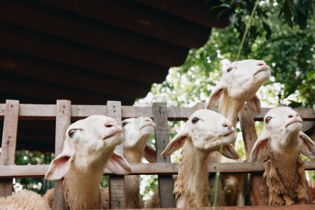 Photo for A group of sheep looking up at the sky through a wooden fence in a pen - Royalty Free Image