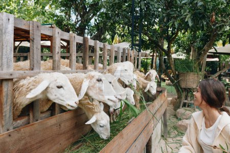 Una mujer alimentando a un rebaño de ovejas a través de una valla de madera en un entorno al aire libre