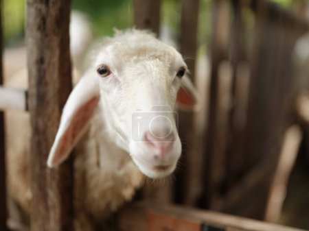 Photo for A close up of a sheep looking over a fence into the camera, with a fence in the background - Royalty Free Image