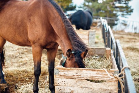 Schönes braunes Pferd genießt eine Mahlzeit aus frischem Heu in einem rustikalen Gehege aus Holz auf einem Bauernhof in der Nähe der Landschaft