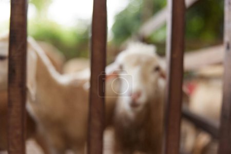 A herd of sheep in a pen looking at the camera through the bars of the fence