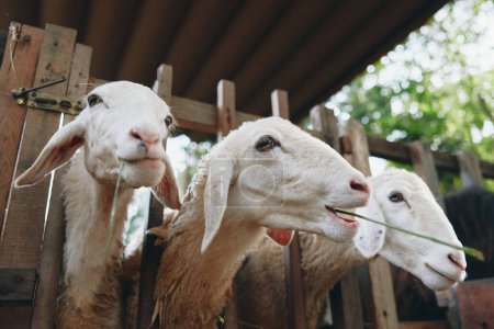 Three sheep sticking their heads out of a wooden fence with grass in front of them