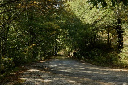 Téléchargez les photos : Route panoramique avec sentier boisé luxuriant et panneau d'arrêt central dans le paysage rural Cadre naturel - en image libre de droit