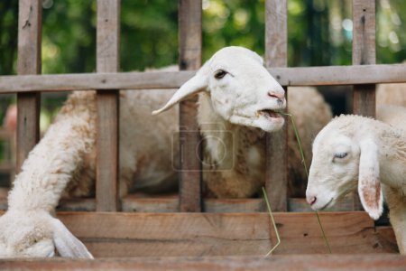 Eine Gruppe Schafe frisst Gras in einem Gehege mit einem Zaun im Hintergrund