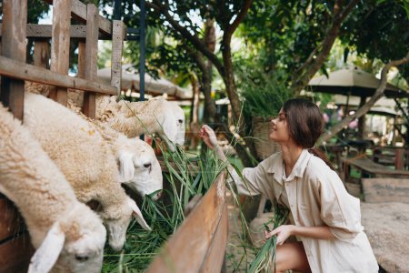 Eine Frau füttert Schafe auf einem Bauernhof im Zoo, ein Zaun trennt die Schafe von der Frau