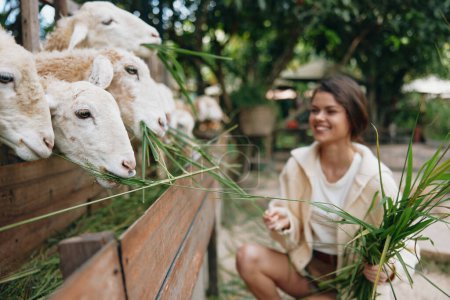 A woman is feeding sheep at a farm with green grass in front of the woman