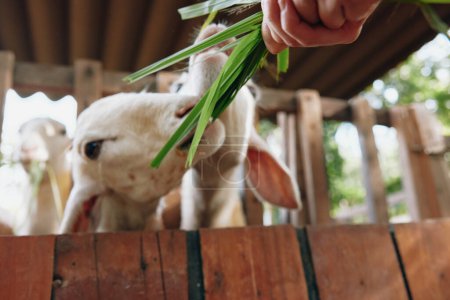 A person feeding grass to two goats from a wooden fence in front of a barn