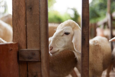 Un troupeau de moutons debout dans un enclos avec une clôture devant les animaux