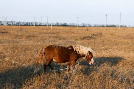 Majestätisches Pferd, das mit einem Seil um den Hals in einem riesigen Feld steht und auf den entfernten Zaun starrt