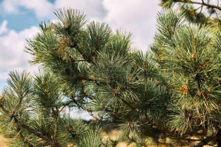Closeup of a majestic pine tree against a vibrant blue sky, perfect for nature lovers and outdoor enthusiasts