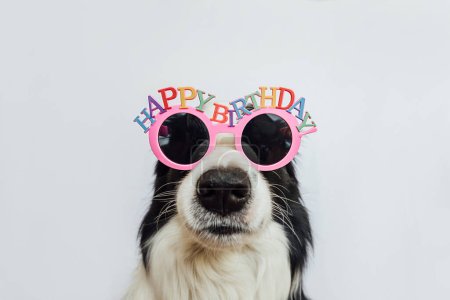 Foto de Feliz cumpleaños concepto de fiesta. Funny lindo cachorro borde collie perro con gafas de cumpleaños tontos aislados sobre fondo blanco. Perro mascota en el cumpleaños - Imagen libre de derechos