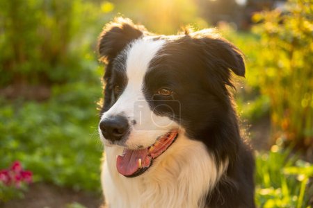 Outdoor portrait of cute smiling puppy border collie sitting on park background. Little dog with funny face in sunny summer day outdoors. Pet care and funny animals life concept