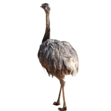 Photo for Nandu South American ostrich on white background - Royalty Free Image