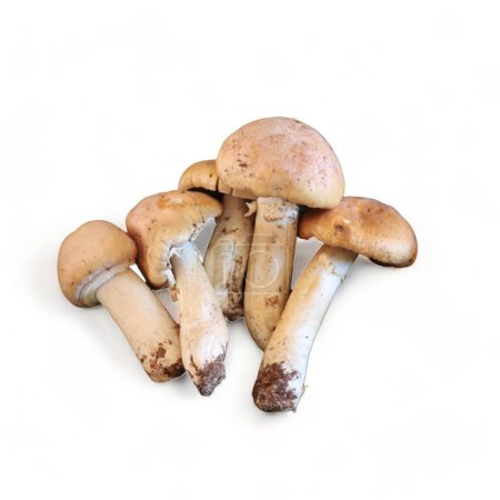 Téléchargez les photos : Famille Groupe de champignons dans la même famille - en image libre de droit