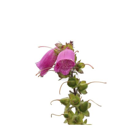 Téléchargez les photos : Brindille avec fleur violette digitalis purpurea - en image libre de droit