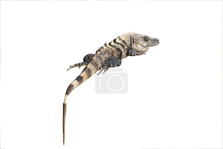 Detailed view of a ctenosaura similis, commonly known as the mexican spiny-tailed iguana, against a clean, white backdrop