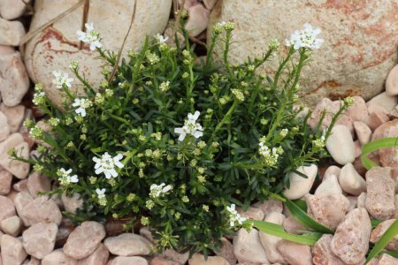 Téléchargez les photos : Vibrant iberis sempervirens, également connu sous le nom de candytuft à feuilles persistantes, fleurissant au milieu des roches - en image libre de droit
