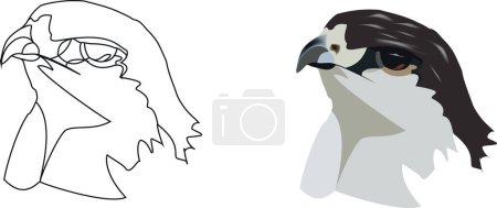 Téléchargez les illustrations : Gros plan sur l'oiseau de proie du faucon - en licence libre de droit