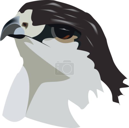 Téléchargez les illustrations : Gros plan sur l'oiseau de proie du faucon - en licence libre de droit