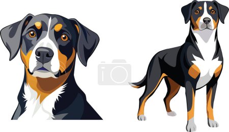 Illustration for Large Canine Animal Swiss Boaro - Royalty Free Image