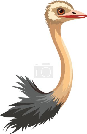 body part: the head of an ostrich