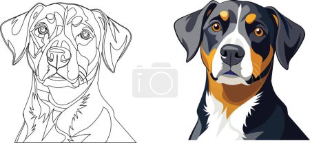 Illustration for Large Canine Animal Swiss Boaro - Royalty Free Image