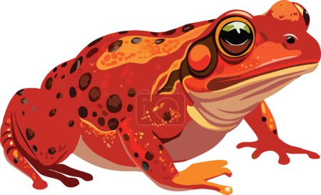 Colorful graphic of a madagascar red frog on a white background, showcasing its unique pattern and bright hues