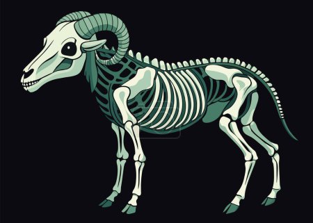 Detailed graphic of a bighorn sheep skeleton on a dark background