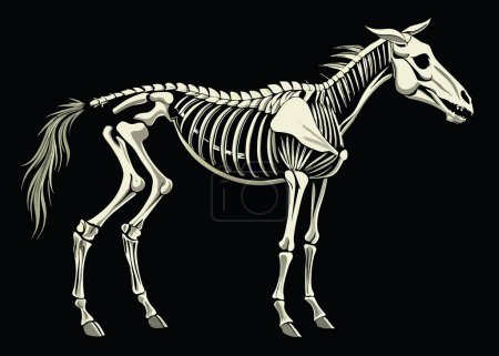 Graphiques détaillés d'un squelette de cheval sur un fond sombre-