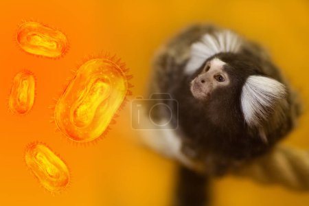 Téléchargez les photos : Concept de variole du singe. La variole du singe est une zoonose virale. Virus MPXV. La propagation de la maladie à partir d'animaux sauvages. Virus de la variole du singe vole autour du singe. - en image libre de droit