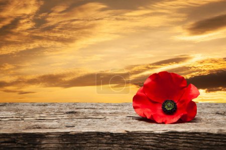 Foto de Poppy pin for Remembrance Day. Poppy flower on old beautiful high grain, detailed wood on background of sunset sky. - Imagen libre de derechos