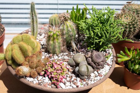 Mini cactus garden growing in a shallow bowl