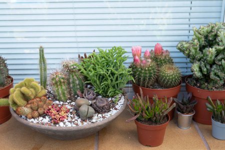 Présentoir de cactus comprenant un bol de cactus sur un rebord de fenêtre extérieur