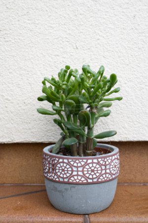 Photo for Gollum Jade plant, a species of Crassula also known as Shreks ears - Royalty Free Image