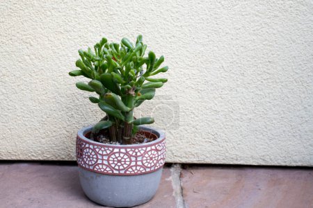 Photo for Gollum Jade plant, a species of Crassula also known as Shreks ears - Royalty Free Image