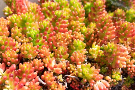 Background of red and green succulent plant called the jelly bean plant