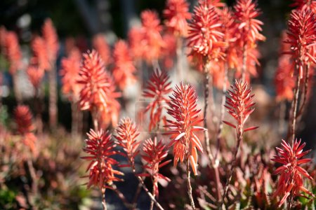 Rote kegelförmige Blüten der blühenden Sukkulente, Kandelaber-Aloe