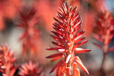 Red conical flowers of the flowering succulent, Candelabra aloe