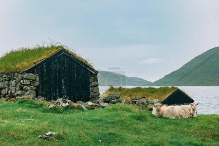 Foto de Cuadro de pueblo con casa de techo de hierba tradicional, fiordo y ovejas. Vagar, Islas Feroe. - Imagen libre de derechos