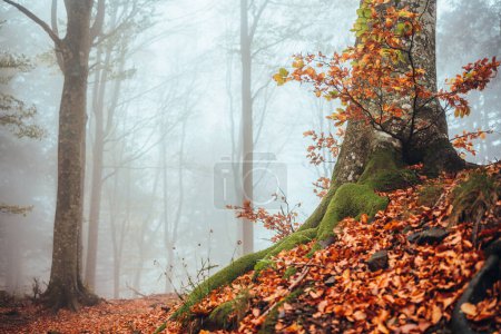 Foto de Follaje otoñal en el Parque Nacional Foreste Casentinesi, Italia. Bosque en otoño - Imagen libre de derechos