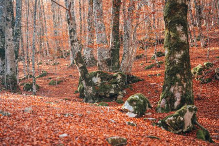 Téléchargez les photos : Feuillage d'automne au parc national des Abruzzes, Italie. Forêt en automne - en image libre de droit