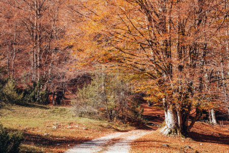 Téléchargez les photos : Feuillage d'automne au parc national des Abruzzes, Italie. Forêt en automne - en image libre de droit