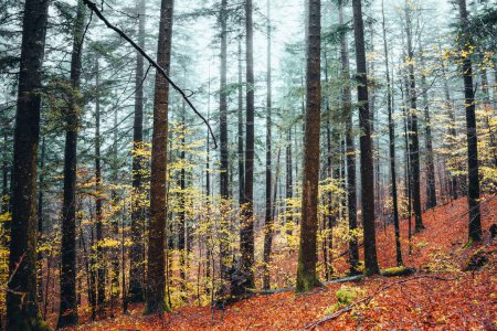 Téléchargez les photos : Foreste Casentinesi, Italie. Forêt en automne, humeur mystérieuse. - en image libre de droit