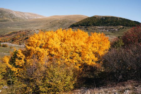 Téléchargez les photos : Feuillage d'automne coloré à Campo Imperatore, Parc National Gran Sasso, Abruzzes Italie. Paysage - en image libre de droit
