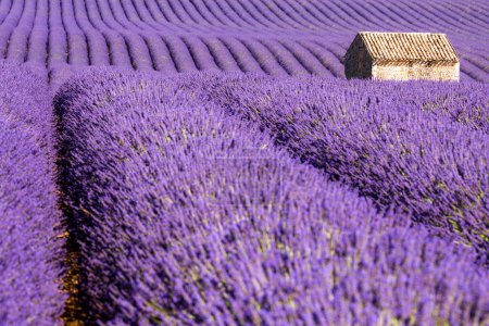Provence, violettes Lavendelfeld bei Sonnenuntergang, Hochebene von Valensole. 