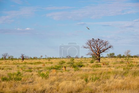 Téléchargez les photos : Baobab Tree, Kimberley, Australie occidentale paysage - en image libre de droit