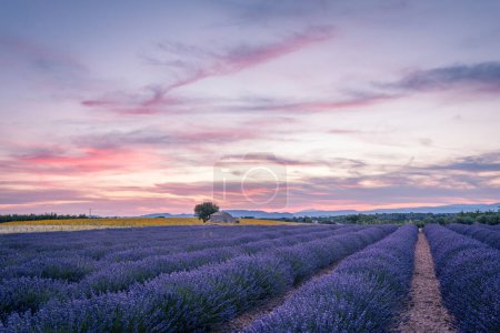 Provence, Champ de lavande au coucher du soleil, Plateau Valensole. Ton pastel
