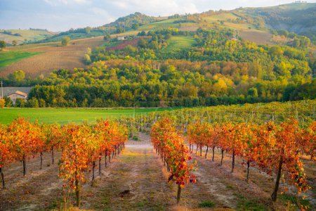 Foto de Castelvetro, Modena, Emilia Romagna, Italia. Puesta de sol sobre los viñedos y colinas de Lambrusco Grasparossa en otoño
. - Imagen libre de derechos