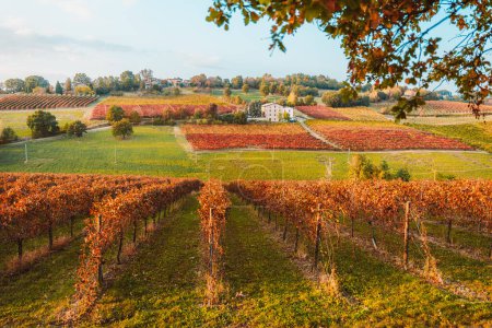 Foto de Castelvetro, Modena, Emilia Romagna, Italia. Puesta de sol sobre los viñedos y colinas de Lambrusco Grasparossa en otoño
. - Imagen libre de derechos
