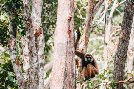 Téléchargez les photos : Gibbon bornéo à barbe blanche dans la jungle de Bornéo. Indonésie - en image libre de droit